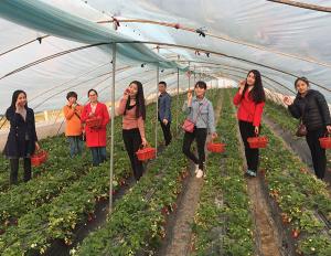 摘草莓活動(dòng)